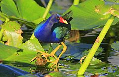 Purple Gallinule